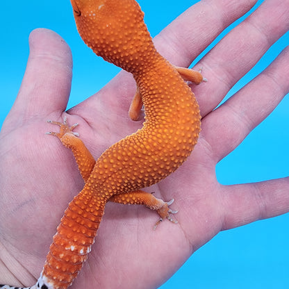 Female Red Dragon (Mandarin Inferno Super Hypo)