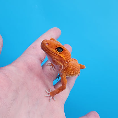 Female Red Dragon (Mandarin Inferno Super Hypo)