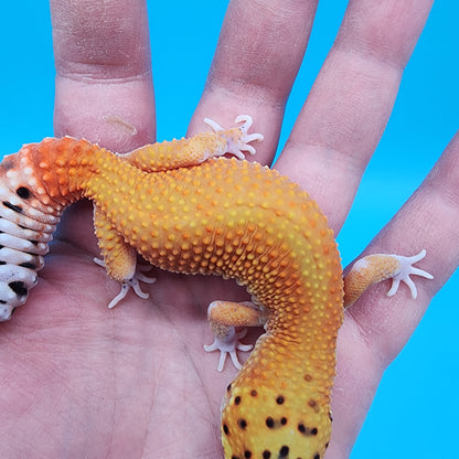 Female Clown Inferno Eclipse
