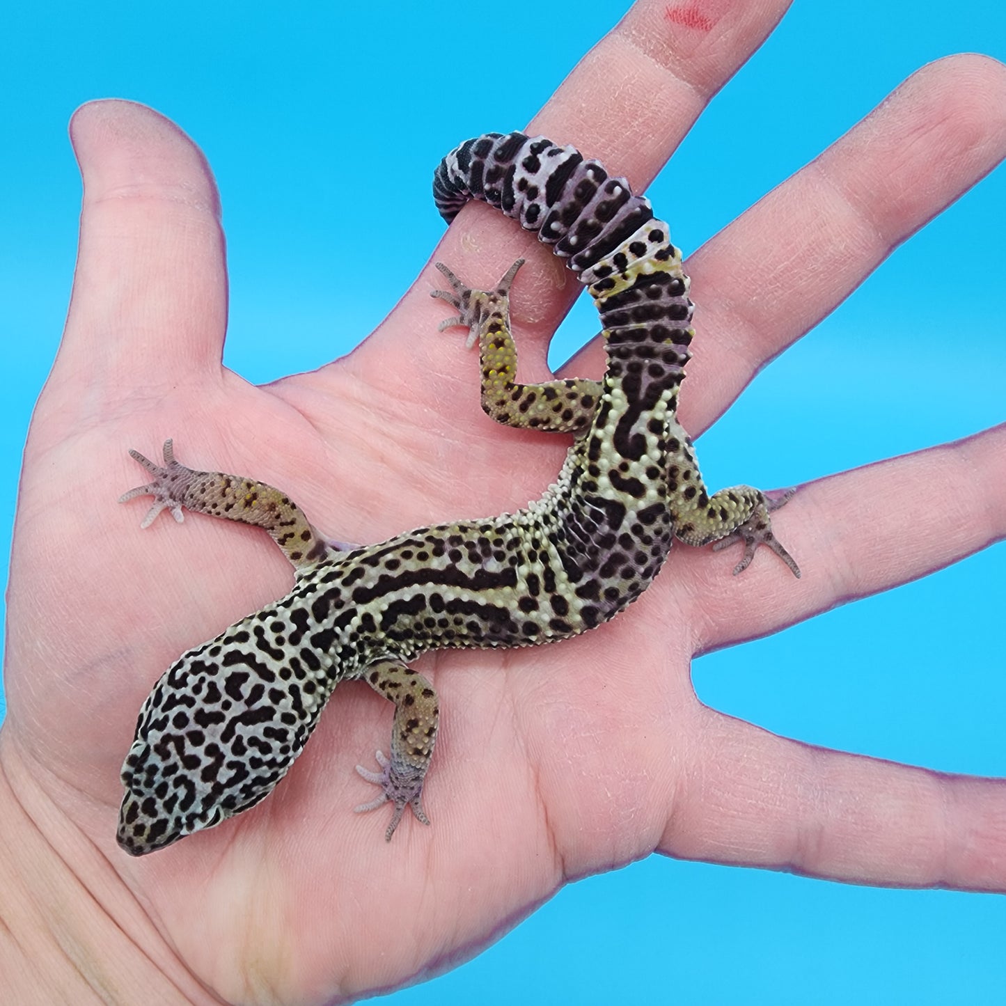 Male 75% Black Night 12.5% Afghanicus 12.5% Turcmenicus (D-Tier)