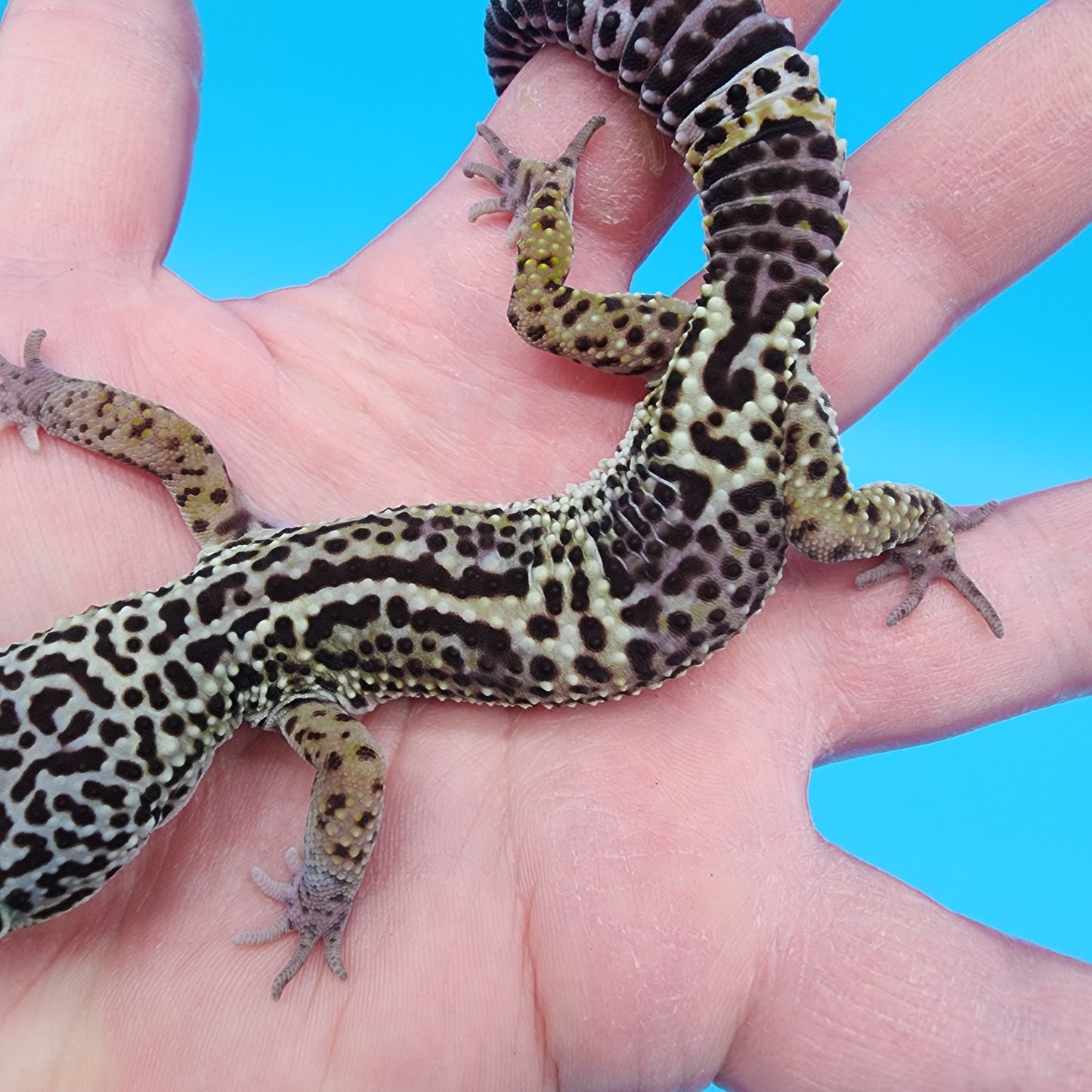 Male 75% Black Night 12.5% Afghanicus 12.5% Turcmenicus (D-Tier)
