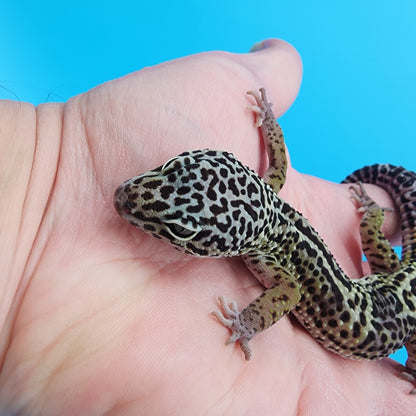 Male 75% Black Night 12.5% Afghanicus 12.5% Turcmenicus (D-Tier)