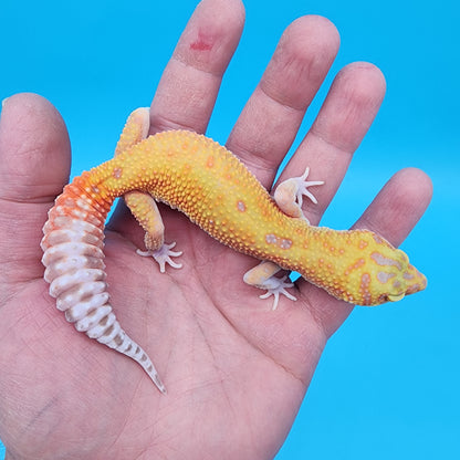 Female Clown Inferno RAPTOR (1 Snake Eye)