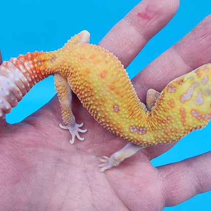 Female Clown Inferno RAPTOR (1 Snake Eye)