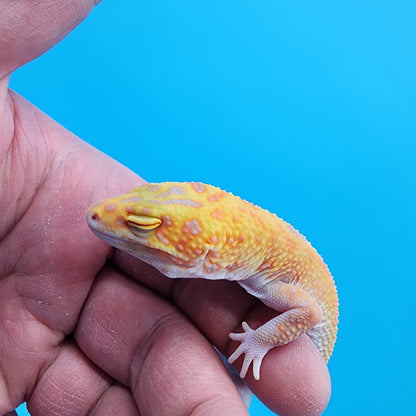 Female Clown Inferno RAPTOR (1 Snake Eye)