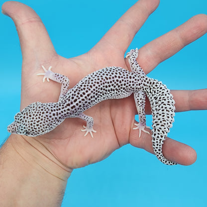 Female Super Snow (25% Fasciolatus DNA)