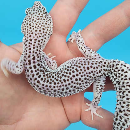 Female Super Snow (25% Fasciolatus DNA)