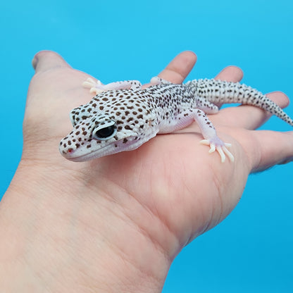 Female Super Snow (25% Fasciolatus DNA)