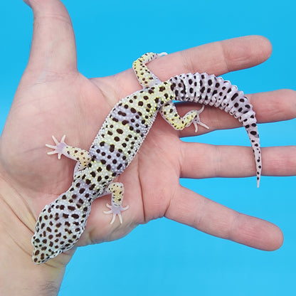 Female Fasciolatus Mack Snow 100% het Eclipse
