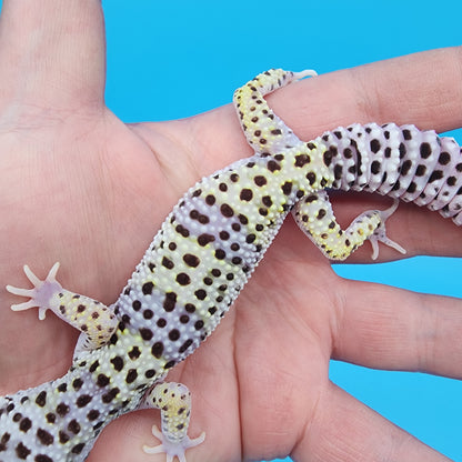 Female Fasciolatus Mack Snow 100% het Eclipse