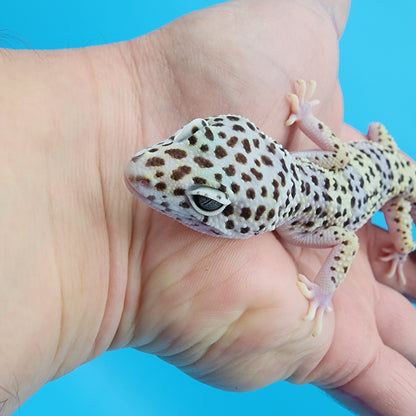 Female Fasciolatus Mack Snow 100% het Eclipse