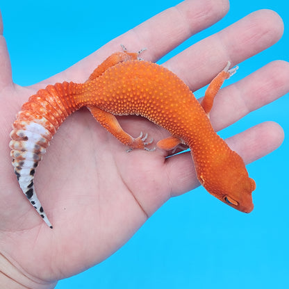 Female Red Dragon (Mandarin Inferno Super Hypo)