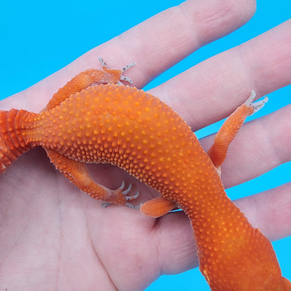 Female Red Dragon (Mandarin Inferno Super Hypo)