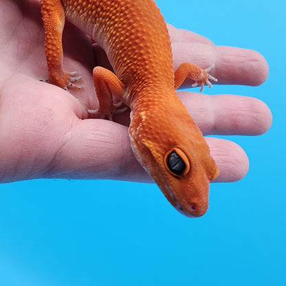 Female Red Dragon (Mandarin Inferno Super Hypo)