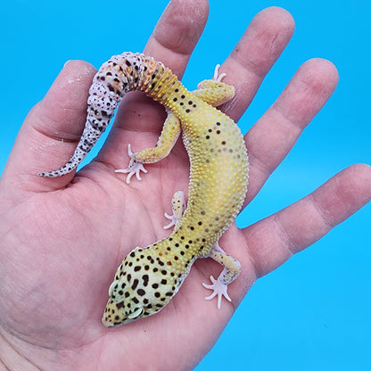 Male Clown Blood Emerine Eclipse (One Snake Eye, One 60% Shaded Eye)