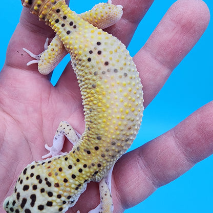 Male Clown Blood Emerine Eclipse (One Snake Eye, One 60% Shaded Eye)