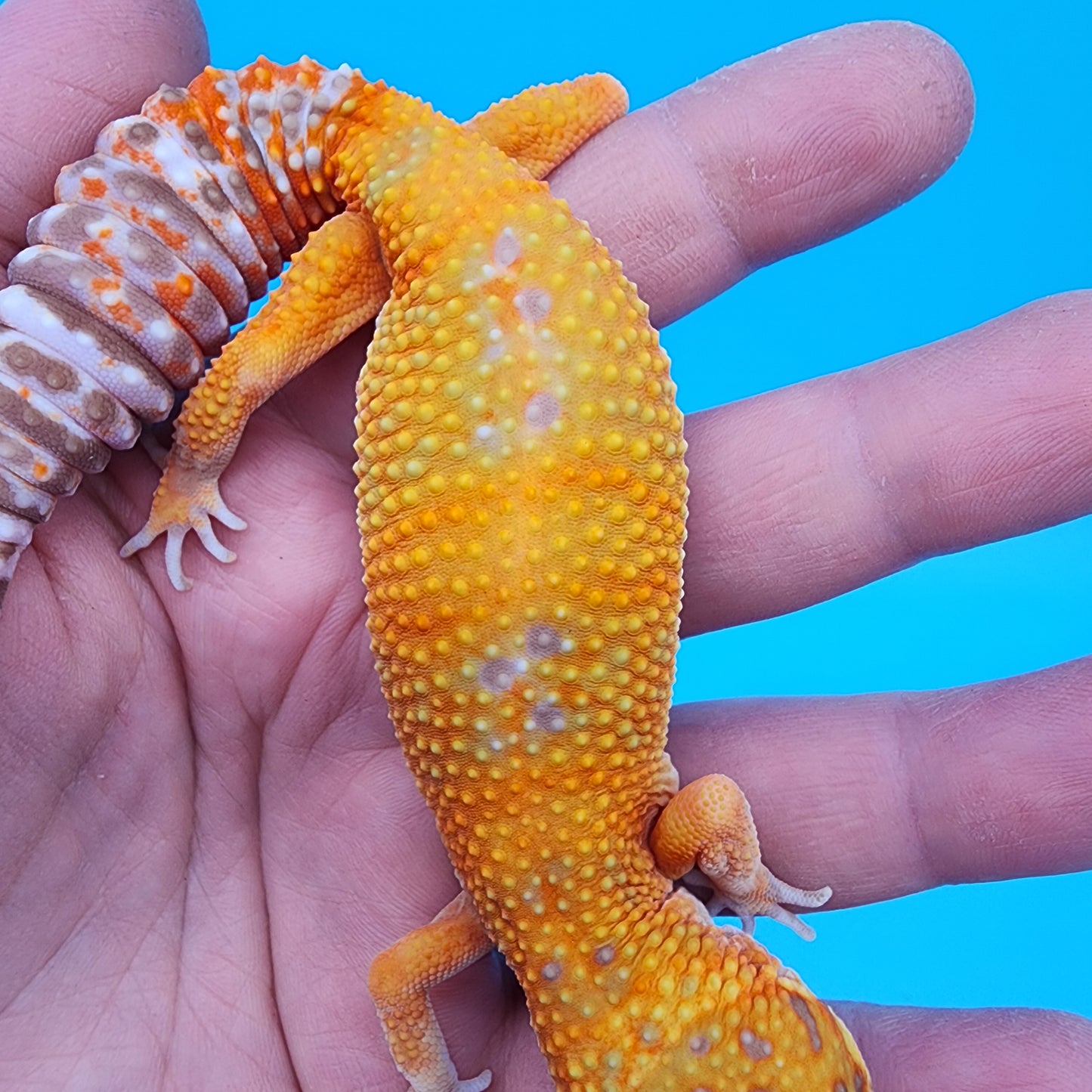 Female Mandarin Inferno Tremper Albino Emerine