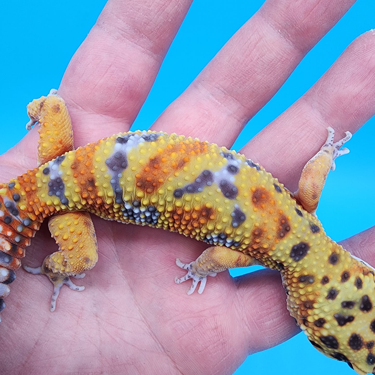 Female Confetti Clown (Clown Inferno)