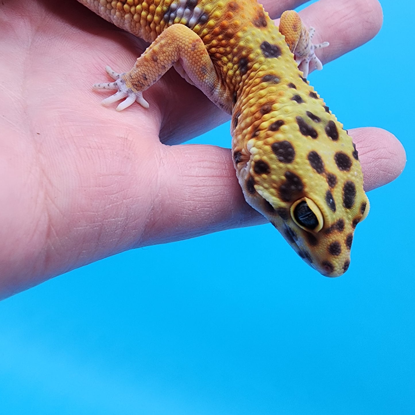 Female Confetti Clown (Clown Inferno)