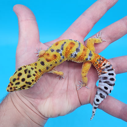 Female Confetti Clown (Clown Inferno)