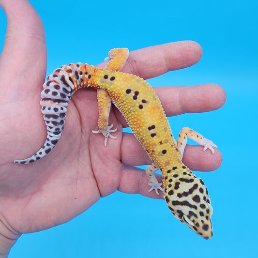 Male Super Giant Blood Emerine 100% het RADAR