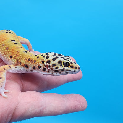 Male Super Giant Blood Emerine 100% het RADAR