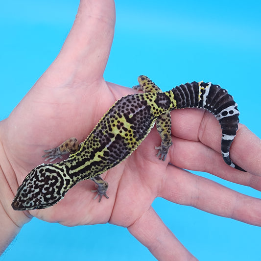 Male Golden Black Night (C-Tier)