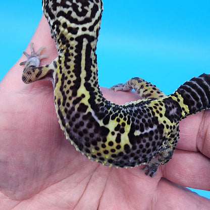 Male Golden Black Night (C-Tier)
