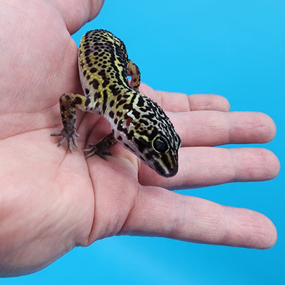 Male Golden Black Night (C-Tier)
