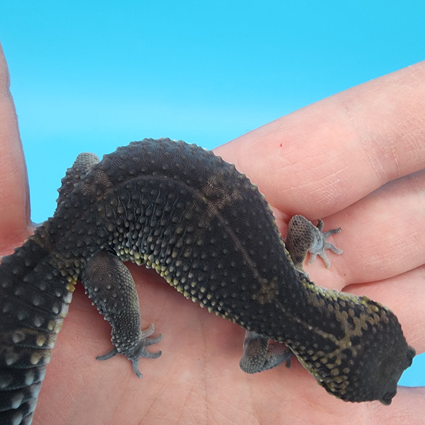 Female Black Night (S-Tier)