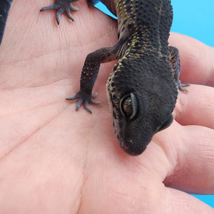 Female Black Night (S-Tier)