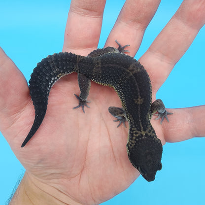 Female Black Night (S-Tier)