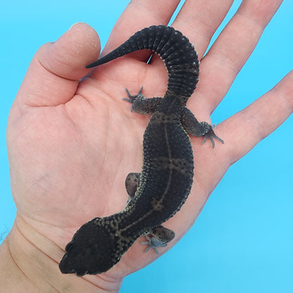 Female Black Night (S-Tier)