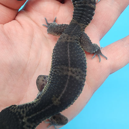 Female Black Night (S-Tier)