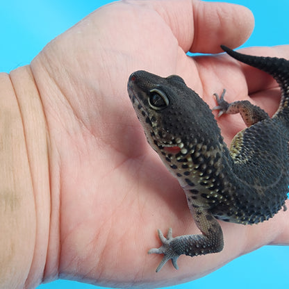 Female Black Night (S-Tier)