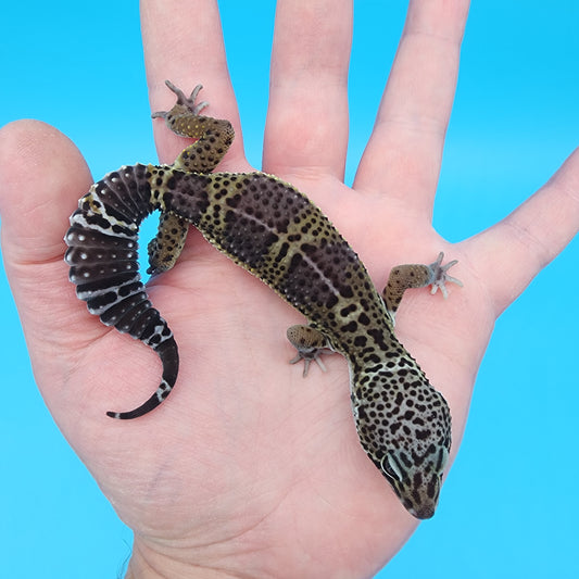Male Black Night (B-Tier)