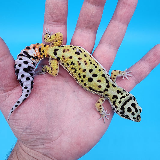 Female Hyper Xanthic Bold possible Whit & Yellow
