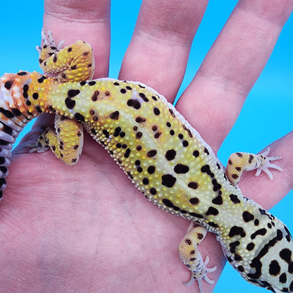 Female Hyper Xanthic Bold possible Whit & Yellow