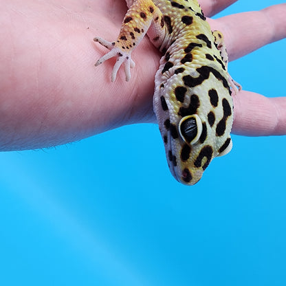 Female Hyper Xanthic Bold possible Whit & Yellow