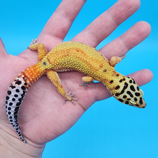 Male Super Giant Blood Emerine Red Stripe 100% het RADAR