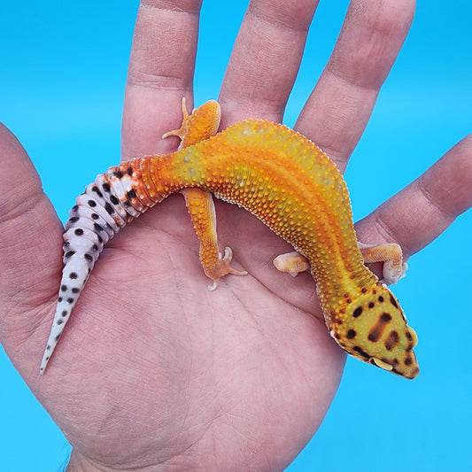 Female Mandarin Inferno Emerine Red Stripe White Lip 100% Het Tremper Albino