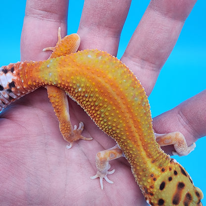 Female Mandarin Inferno Emerine Red Stripe White Lip 100% Het Tremper Albino