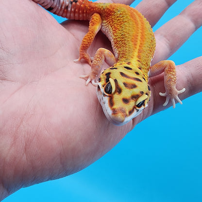 Female Mandarin Inferno Emerine Red Stripe White Lip 100% Het Tremper Albino