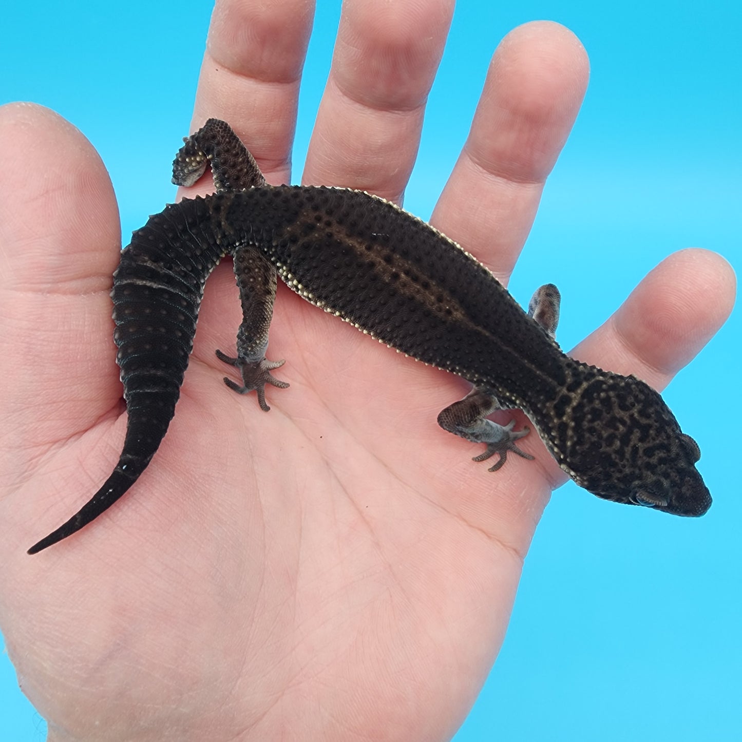 Female Black Night (S-Tier)