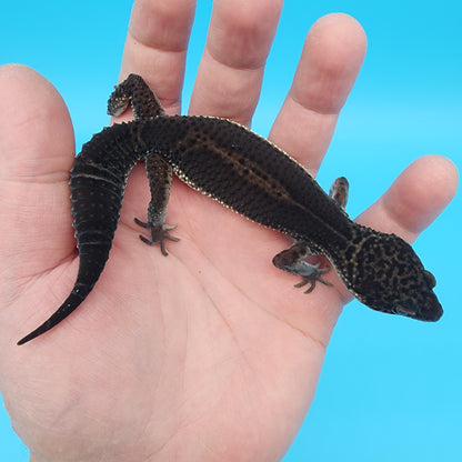 Female Black Night (S-Tier)