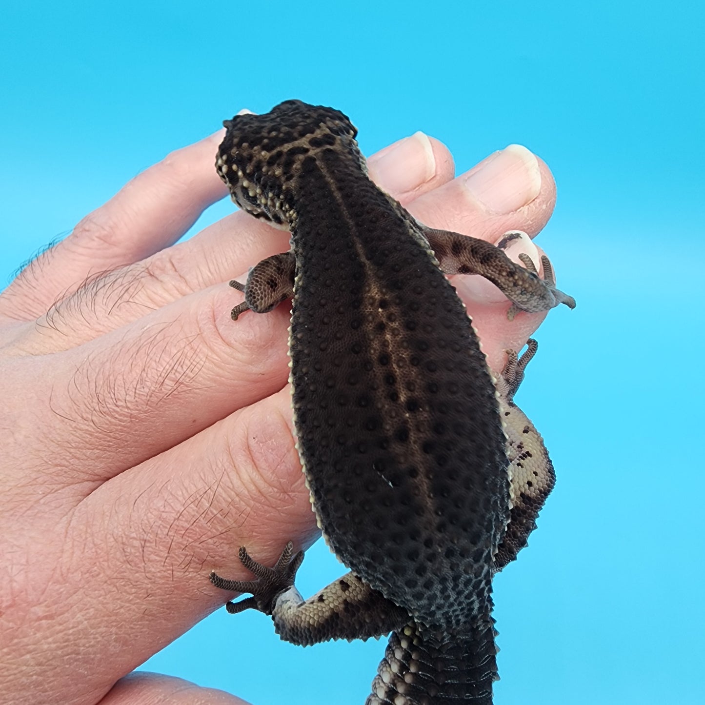 Female Black Night (S-Tier)