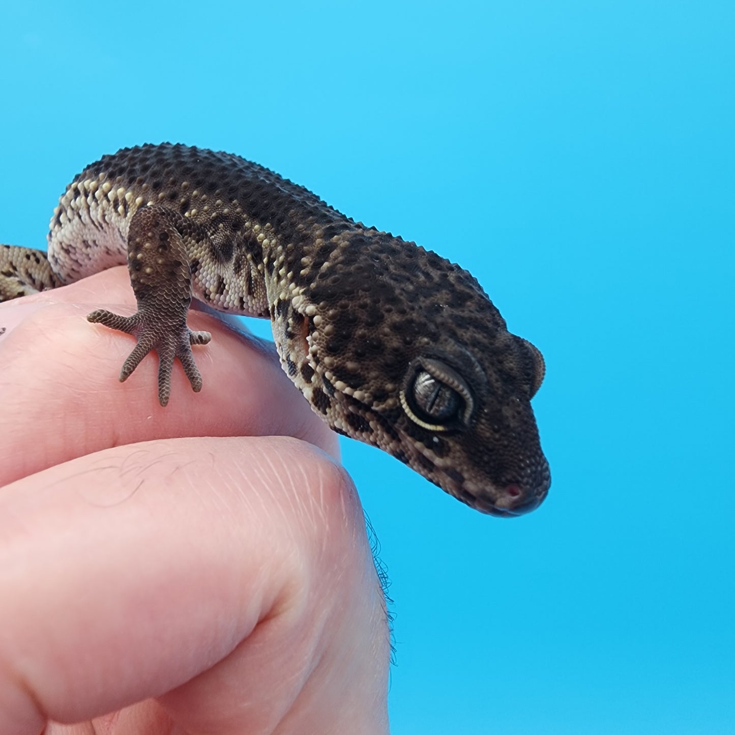 Female Black Night (S-Tier)