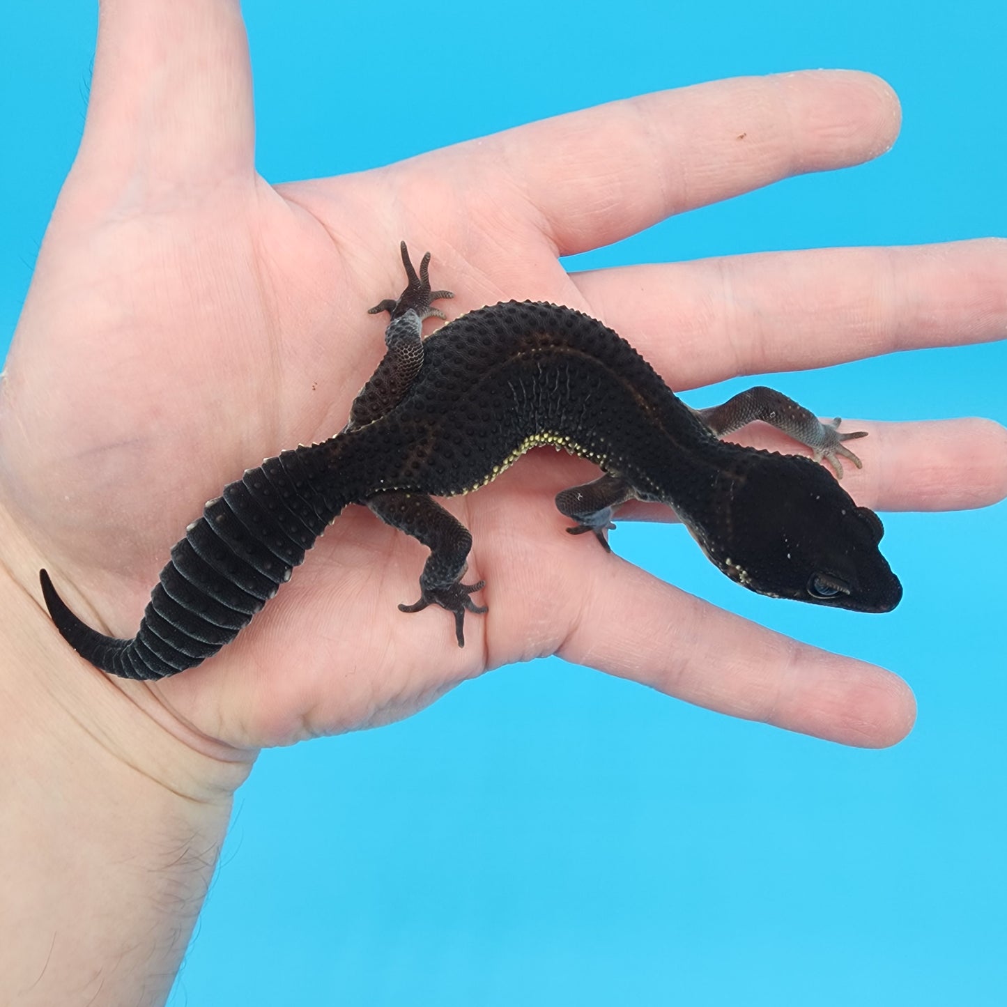 Female Black Night (S-Tier)