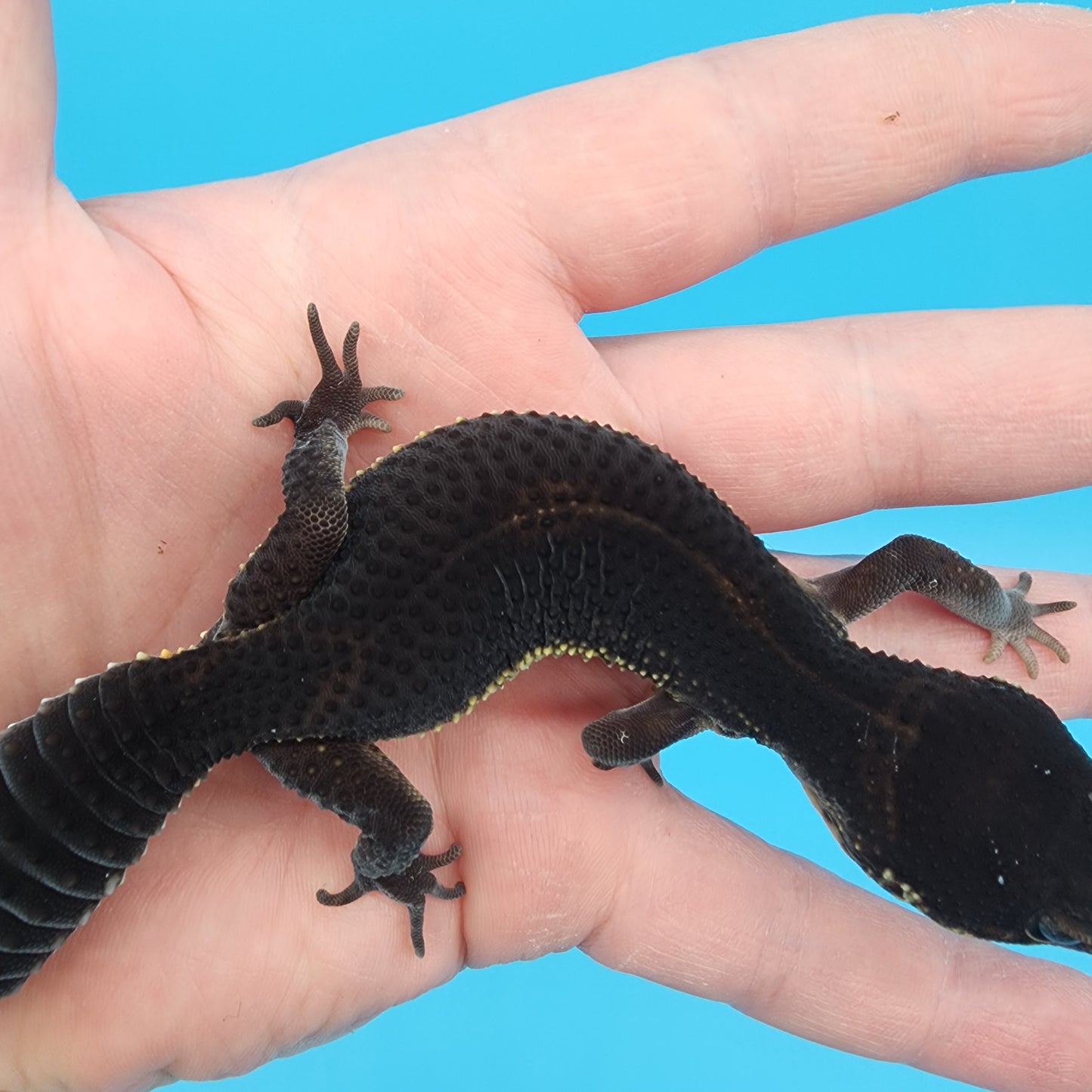 Female Black Night (S-Tier)