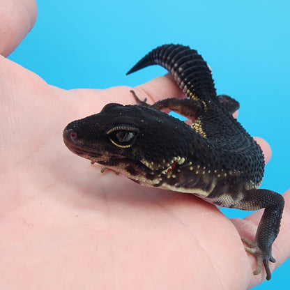 Female Black Night (S-Tier)